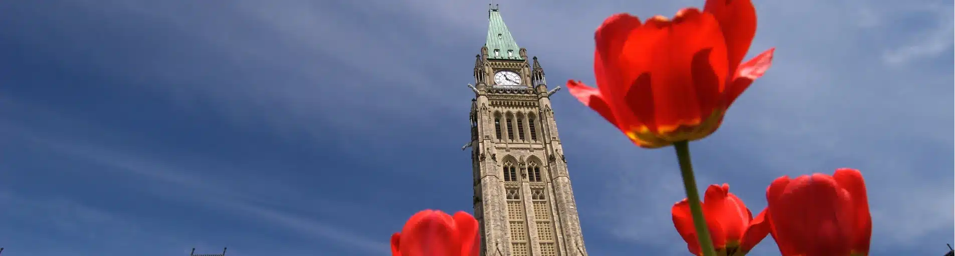 canadian parliament tulips canadian parliament tulips