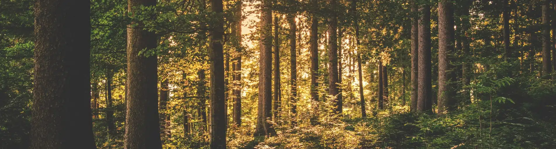 sunlit forest trees sunlit forest trees